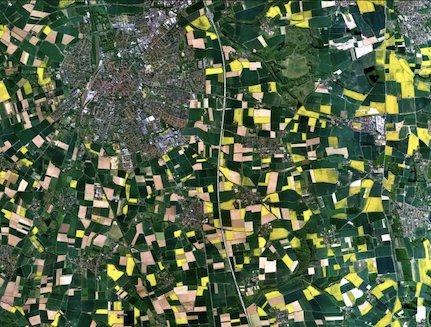 Satellite image of rapeseed fields