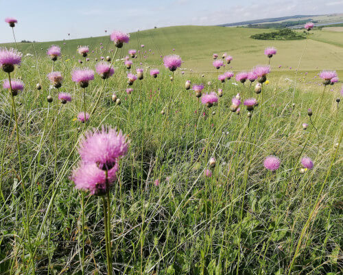 A Journey through the Danube Steppe in Three Stops